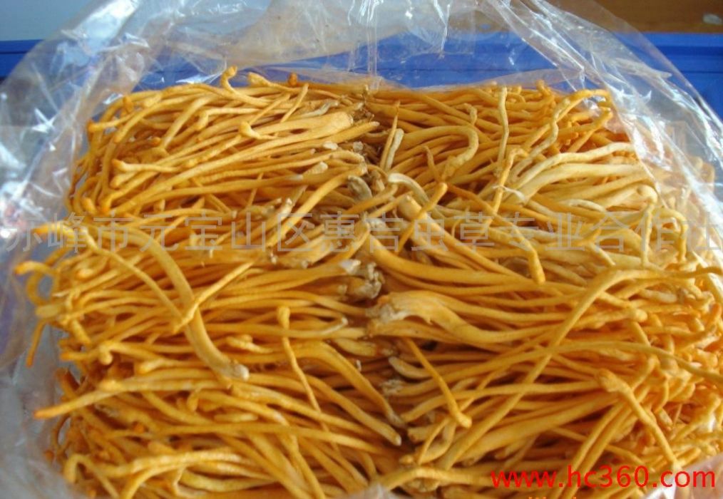 尖頭蟲草 尖頭蟲草