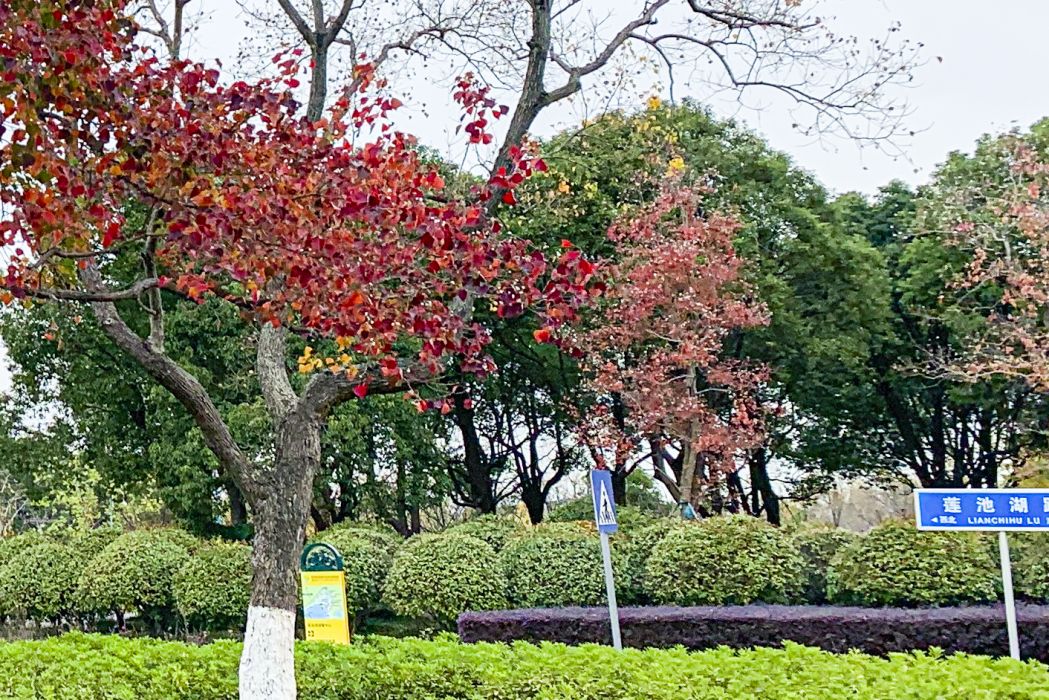 蓮池湖路 蓮池湖路