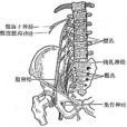 中軸肌 中軸肌