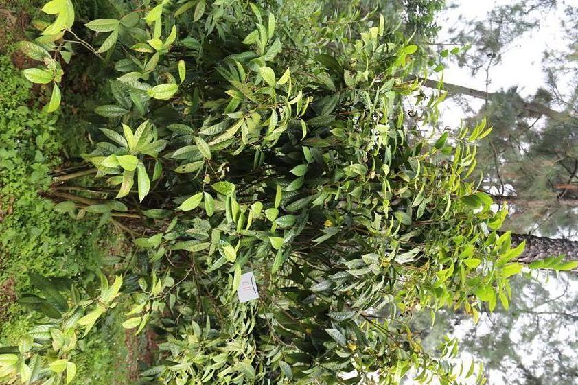 金花茶優樹FS011 金花茶優樹FS011