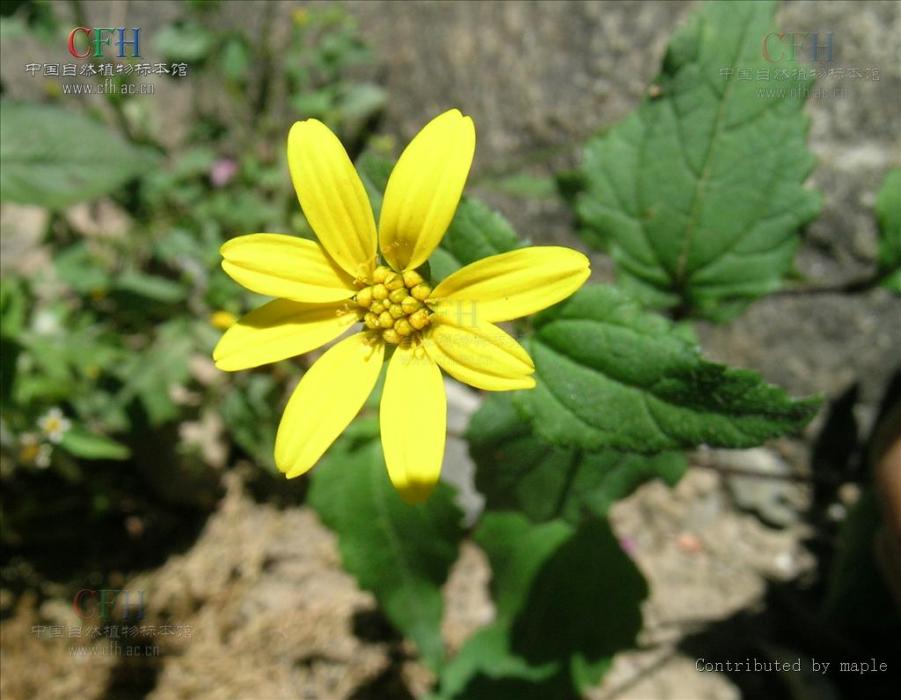 孿花菊 孿花菊