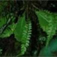 軸果蕨 軸果蕨
