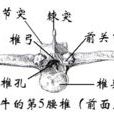 橫突 橫突