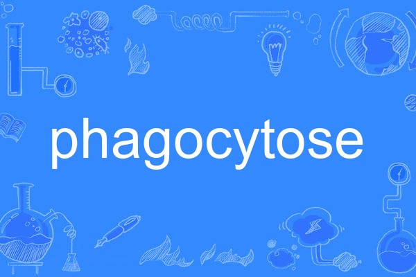 phagocytose phagocytose