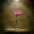 薔薇釧 薔薇釧