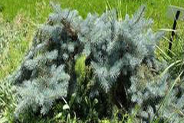 Picea pungens \x27Pendula\x27