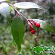 能高連蕊茶 能高連蕊茶
