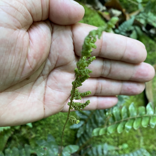 Anemia collina