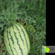 封陽2號 封陽2號
