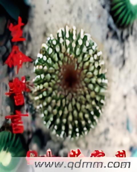 生命誓言 生命誓言