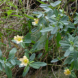 黃花母 黃花母