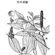 竹葉胡椒 竹葉胡椒
