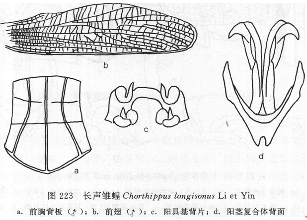 長聲雛蝗 長聲雛蝗