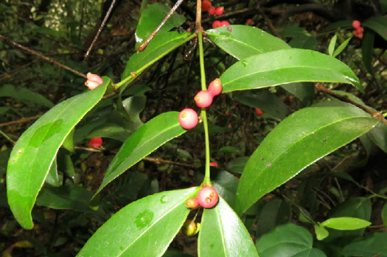 雙花鞘花 雙花鞘花