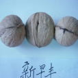 新早豐 新早豐