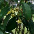 東興金花茶 東興金花茶