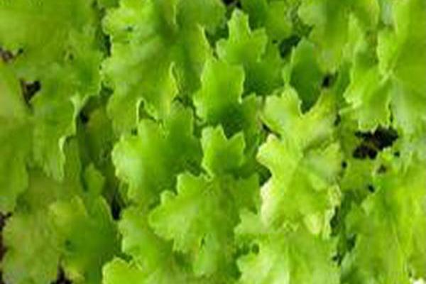 Heuchera \x27Lime Rickey\x27