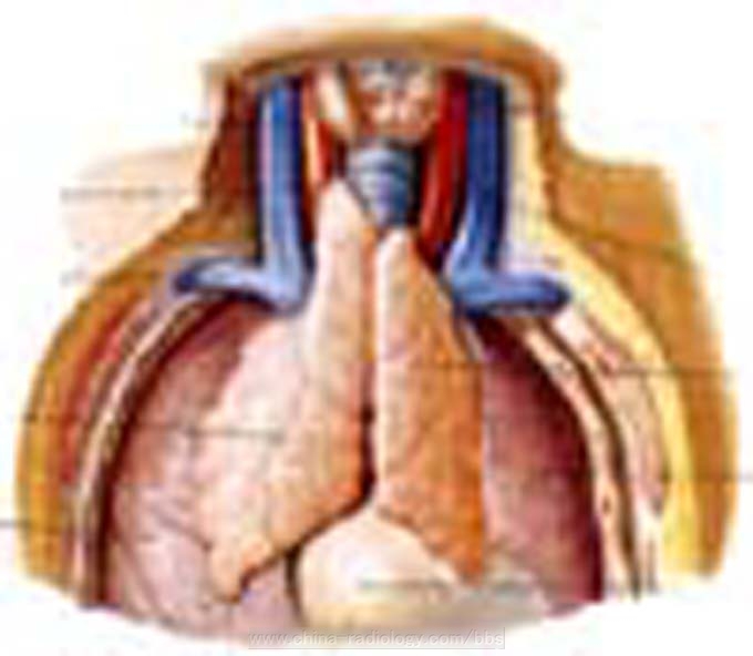 胸腺示意圖
