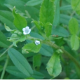 蛤蟆草 蛤蟆草