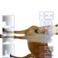 馬音效 馬音效