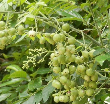 光滑黃皮 光滑黃皮