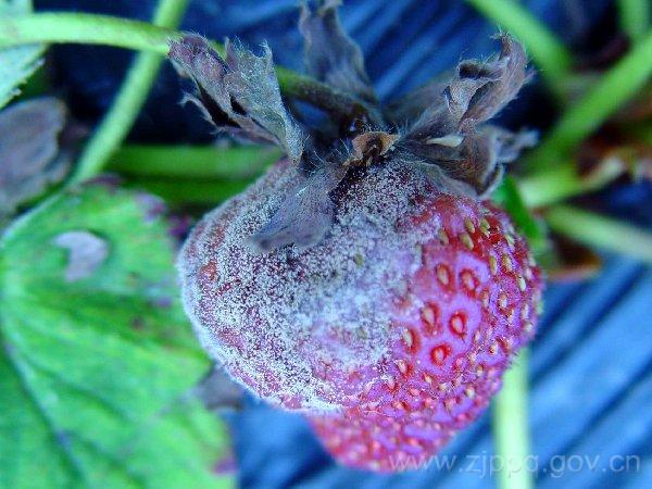 草莓灰霉病
