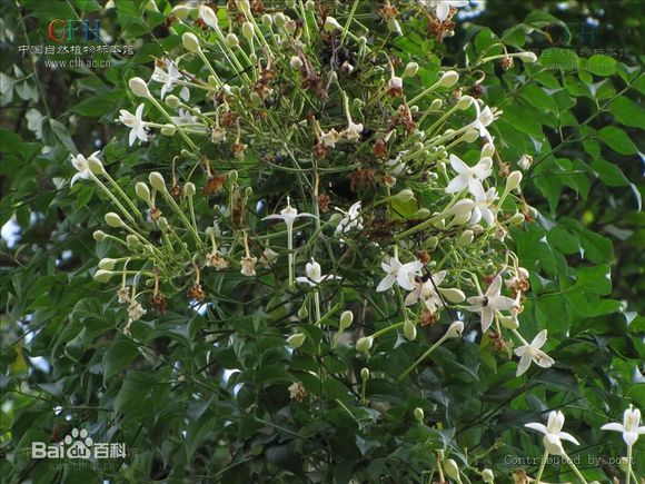 煙筒花屬 煙筒花屬
