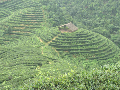 東印茶山風景區