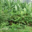 山柏村 山柏村