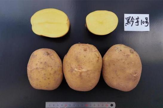 黔芋10號 黔芋10號