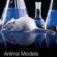 Animal Models Animal Models