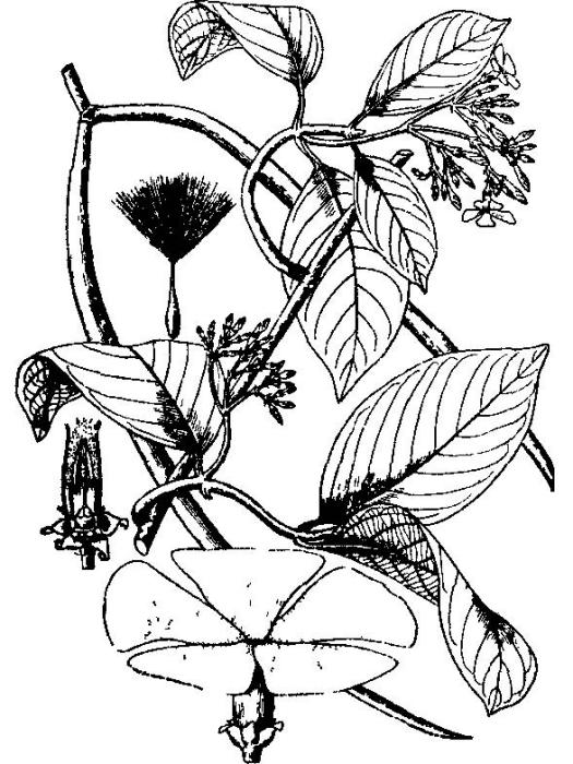 尖子藤屬 尖子藤屬