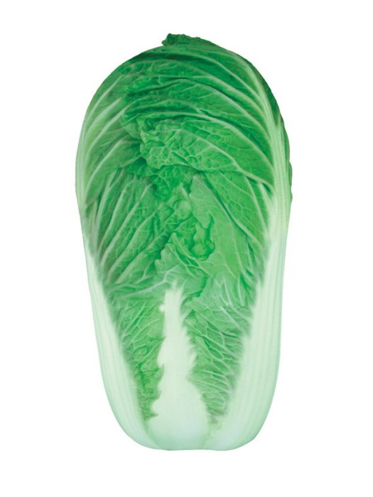 京秋4號(十字花科蕓薹屬植物) 京秋4號(十字花科蕓薹屬植物)