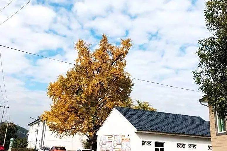 葉姚村 葉姚村
