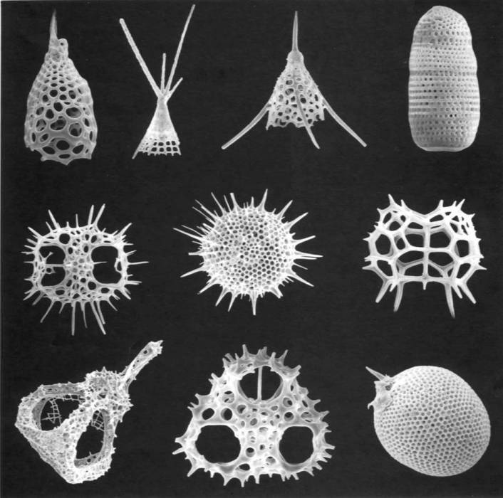 骨針(微生物身體部分) 骨針(微生物身體部分)