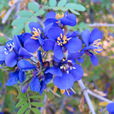 蒺藜科 蒺藜科