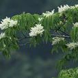苦櫪木 苦櫪木