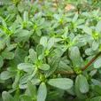 安樂菜 安樂菜