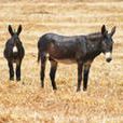 Burro Burro
