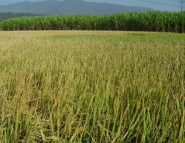 稻穀種植