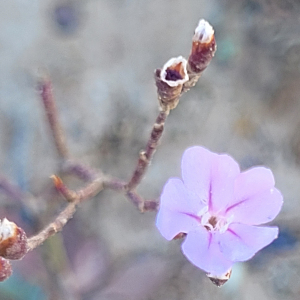 Limonium plurisquamatum