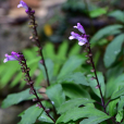 保亭花 保亭花