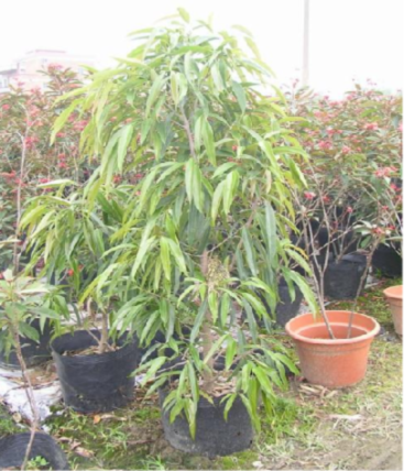 長葉榕 長葉榕