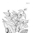 苞葉木(苞葉木) 苞葉木(苞葉木)