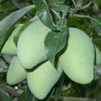 四季蜜芒 四季蜜芒