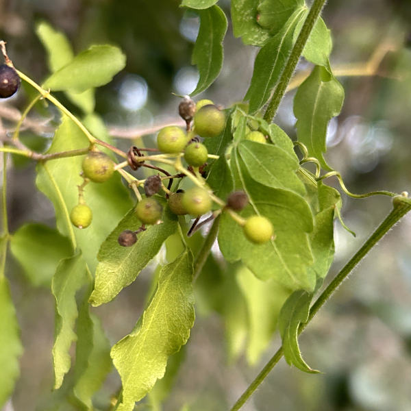 Amyris texana