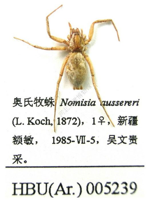 奧氏牧蛛