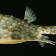 牛角魨魚 牛角魨魚