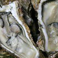 生牡蠣 生牡蠣