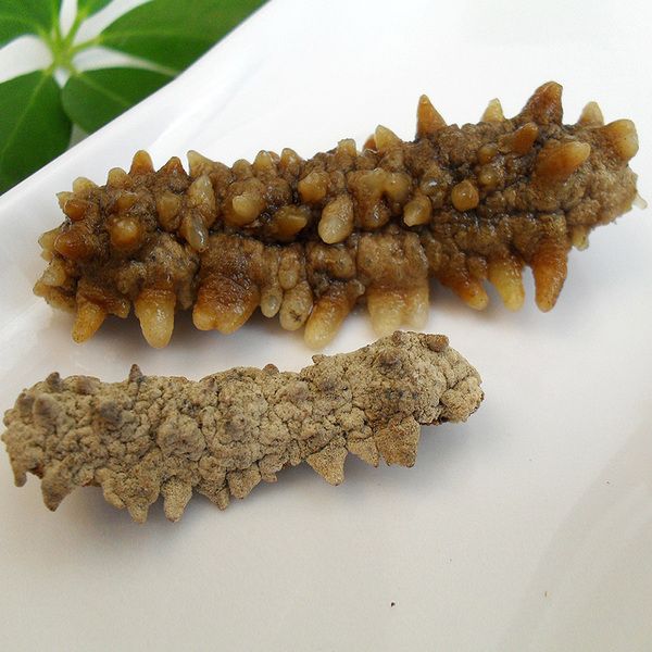 黃刺參(黃疣海參) 黃刺參(黃疣海參)